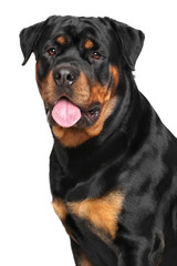 Obraz premium Rottweiler dog on white background