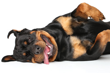 Rottweiler resting