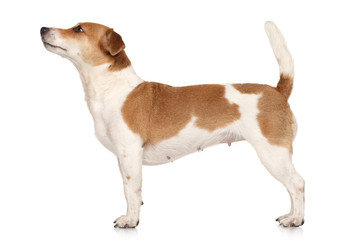 Jack Russell terrier in standing - obrazy, fototapety, plakaty