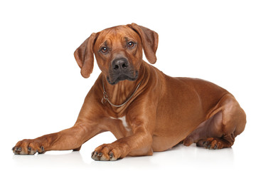 Rhodesian Ridgeback dog portrait