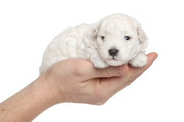 Toy poodle puppy in hands