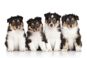Group of Shelti puppies