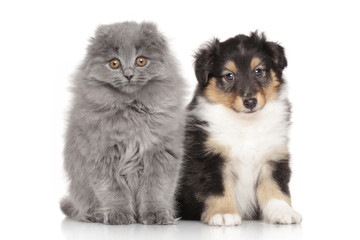 Kitten and puppy on white background