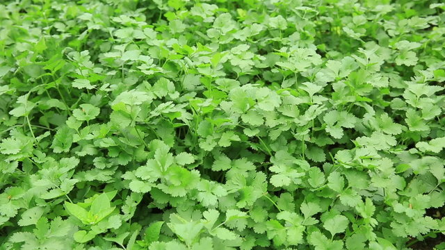 Green coriander in growth at vegetable garden
