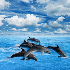 Dolphins jump