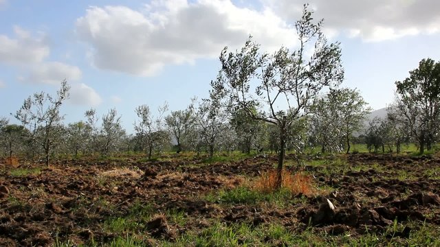 Olive trees in Tuscan countryside