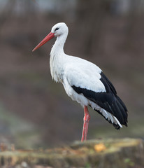 White stork