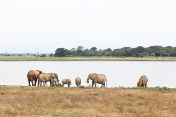 Fototapeta na wymiar African Elephants At Lake