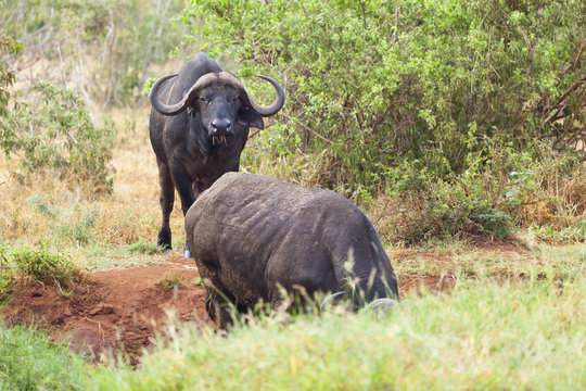 Cape Buffalos at Water Hole