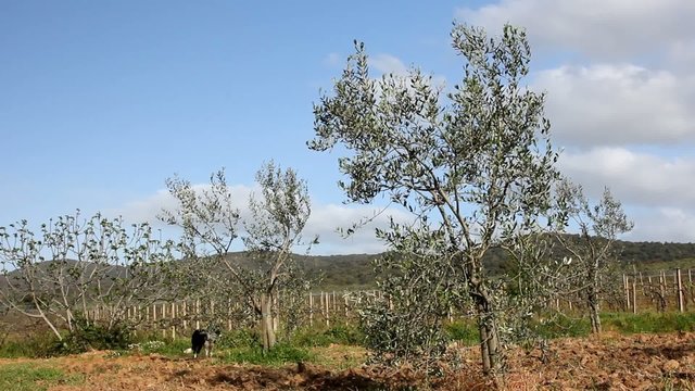 Olive trees in Tuscan countryside
