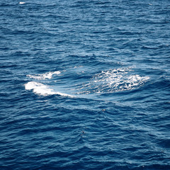 Obraz premium Mediterranean Sea background.Clear dark blue water.