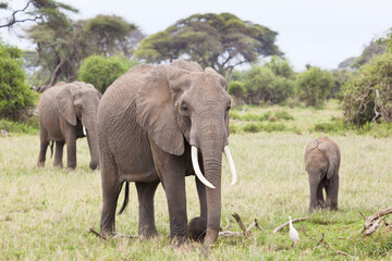 Fototapeta na wymiar Elephant Family in Kenya