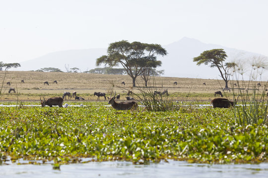 Waterbucks in Kenya