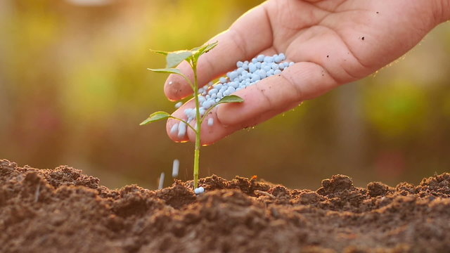 Male hand giving fertilizer to sprout slow motion shot