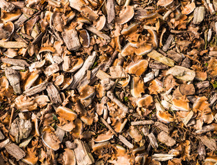 Natural mulch below a conifer tree