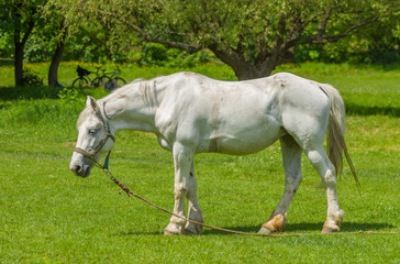 Obraz premium Stary biały koń na pastwisku wiosny