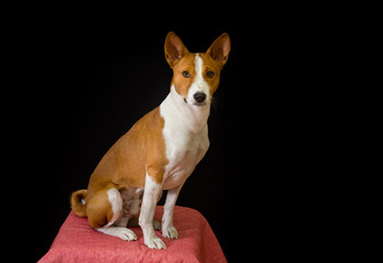 Studio portrait of elegant Basenji dog