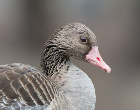 Greylag goose portrait