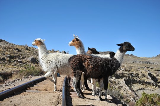 Lamas. Altiplano
