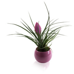 Guzmania in a clay pot