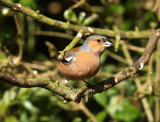 Portrait of a male Chaffinch