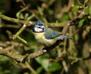 Blue Tit