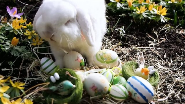 wei&szlig;er Osterhase mit Ostereiern03