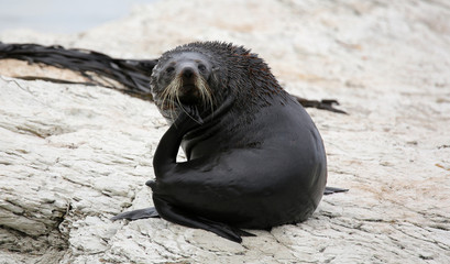 Young New Zealand Fur Seal near Kaikoura (New Zealand)