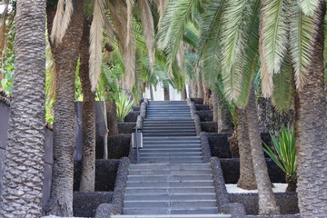 von Palmen gesäumte Treppe