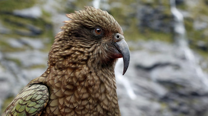 Portrait view of a Kea parrot (Fjordland, New Zealand)