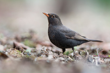 Common Blackbird