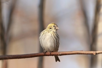 European Serin (Serinus serinus) on a twig
