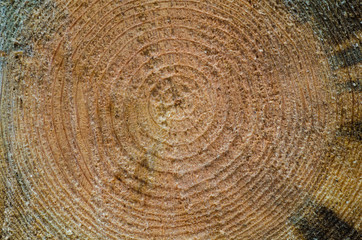 Cut tree trunk wooden background