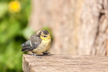 Jungvogel Blaumeise