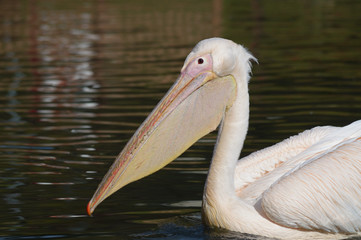 Pelikan schwimmt im Teichwasser