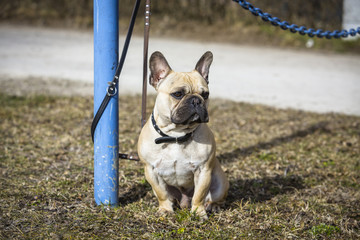 Französchische Dogge