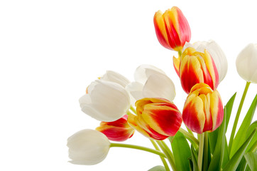 Tulpen