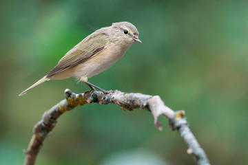 Chiffchaff
