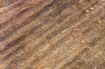 Cut tree trunk wooden background