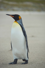 King Penguin (Aptenodytes patagonicus)