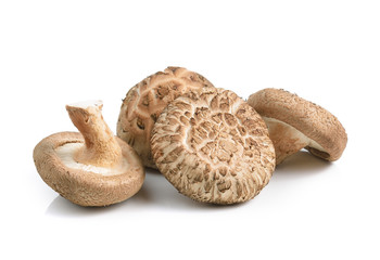 Shiitake mushrooms on white background