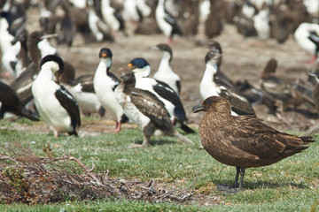 Falkland Skua (Catharacta antarctica)