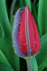 oryginalny pasiasty tulipan