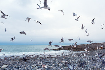 gulls on the sea