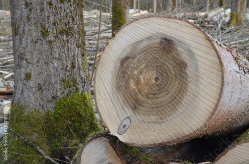 "Abholzung - Baumstämme lagern im Wald" Stockfotos und lizenzfreie