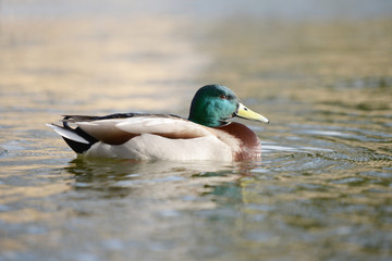 Mallard, Anas platyrhynchos