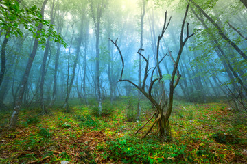 Fototapeta premium Mysterious spring forest in fog
