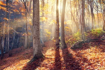 Wall murals Autumn Beautiful autumn sunset in the forest