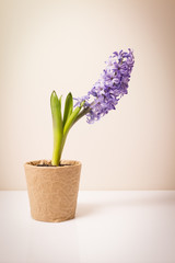 hyacinth