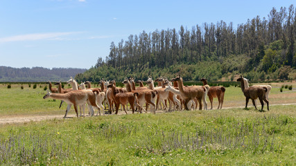 Herd of curious llamas in National Park, Chile